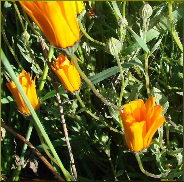California Wildflowers, Crafton Hills 3-10-13a