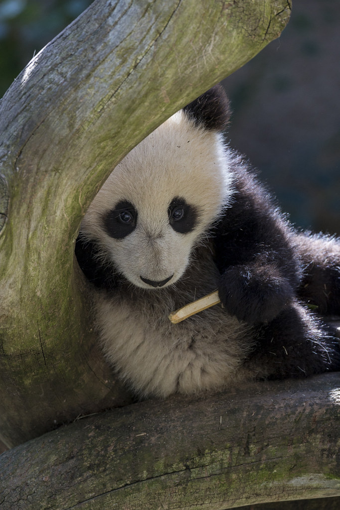 Panda Flickr Panda | Flickr