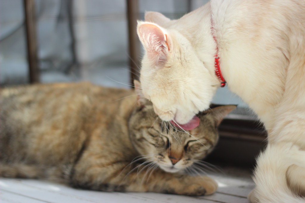 Cats in the Spring