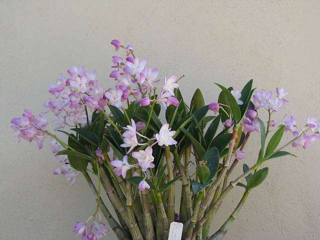 Dendrobium kingianum ex Shirley Tam
