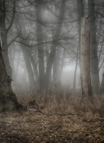 mist fog forest photography spring nikon forrest sweden schweden sverige alexander enchanted springtime dimma arntsen d7000 mygearandme photobyarntsen vigilantphotographersunite vpu2 vpu3