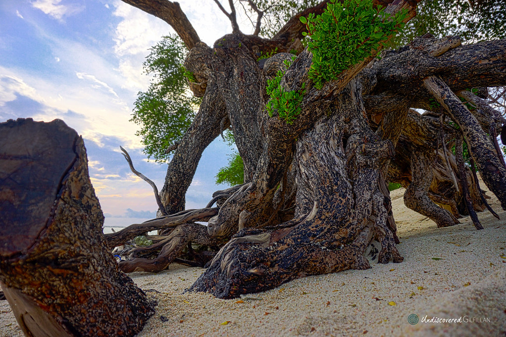 Gili Trawangan -Trees on Beach2-HDR