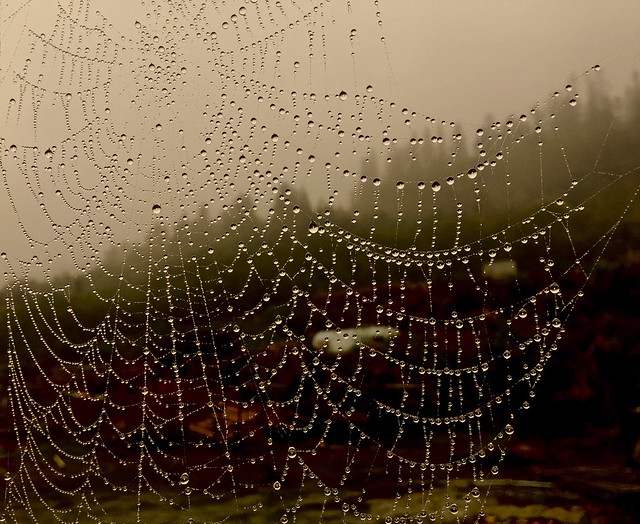 Early morning web