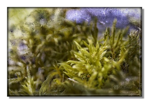 macro second lichens artviews ilobsterit