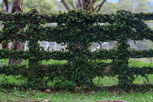 rural landscape gate farm ivy