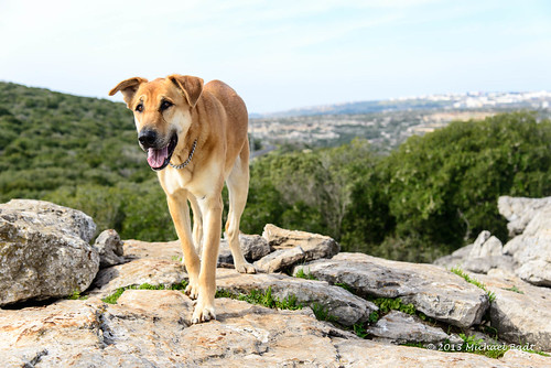 pets dogs animals israel naturelandscape haluts northdistrict