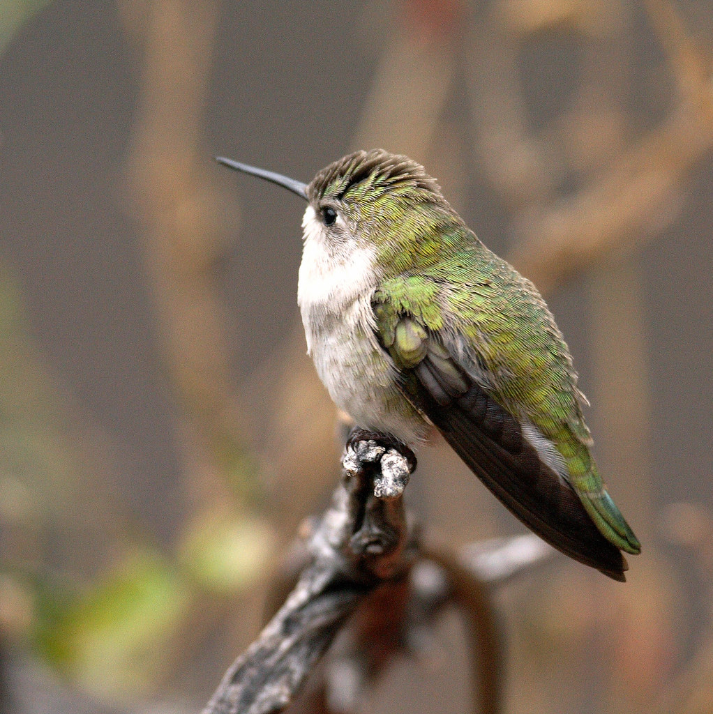Costa's Hummingbird (Calypte costae); Desert Museum,Tucson… | Flickr