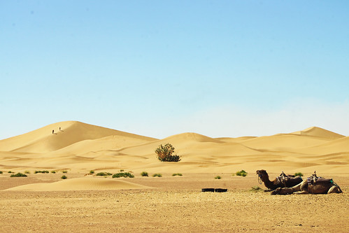 sun hot desert dry lazy vegetation camels walkers slippers thusty