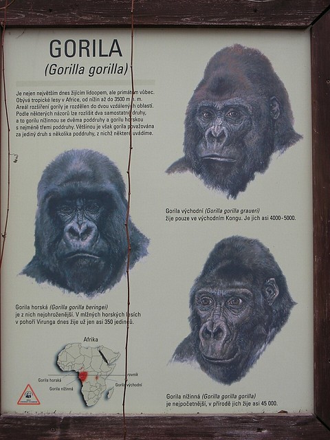 Prague 003: Gorilla Species
