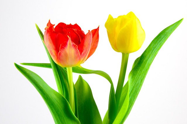 tulipe 2
