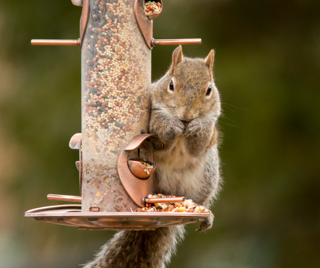 Squirrel at the bird feeder