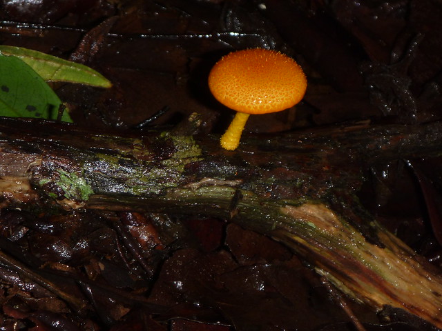 Orange Fungus Cyptotrama aspratum
