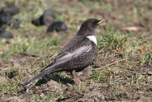 2013_03_31_Ring_Ouzel (6) | by FarnboroJohn TYVM for 6,000,000 Views