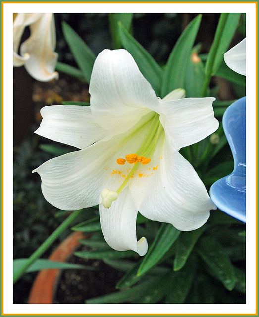 A Snow White Lily
