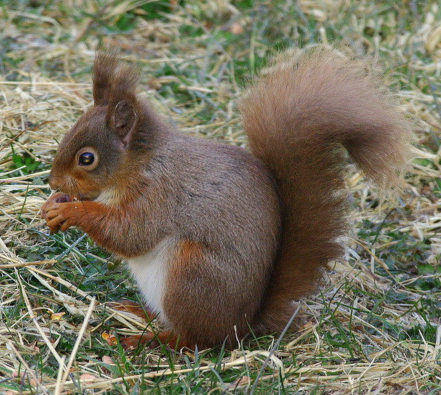 Pentax K20D.Flash.Pentax SMC-DA 300mm Lens.In My Dark Cold And Windy Back Garden.Red Squirrel.April 4th 2013.