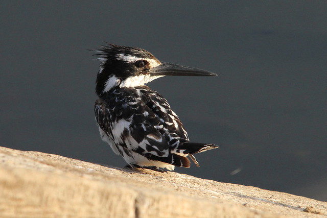 Pied Kingfisher, Kings Island, Luxor, Egypt  {Explore - 15/12/2021 - Highest Position 437}