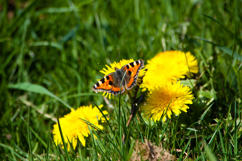 Tortoiseshell butterfly on a dandelion
