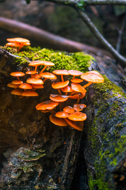 orange fungi