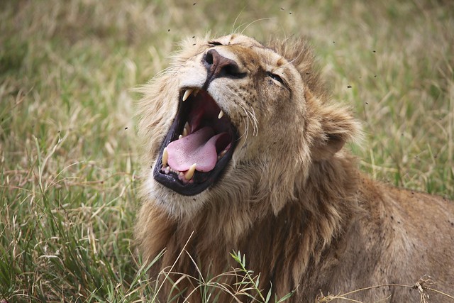 A lion roaring