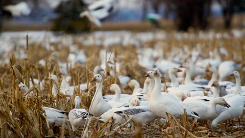 newyork field geese spring corn farm flock waterloo migration snowgeese