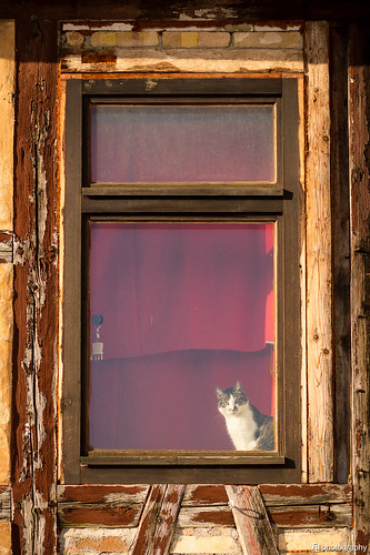 morning sun window cat fenster katze
