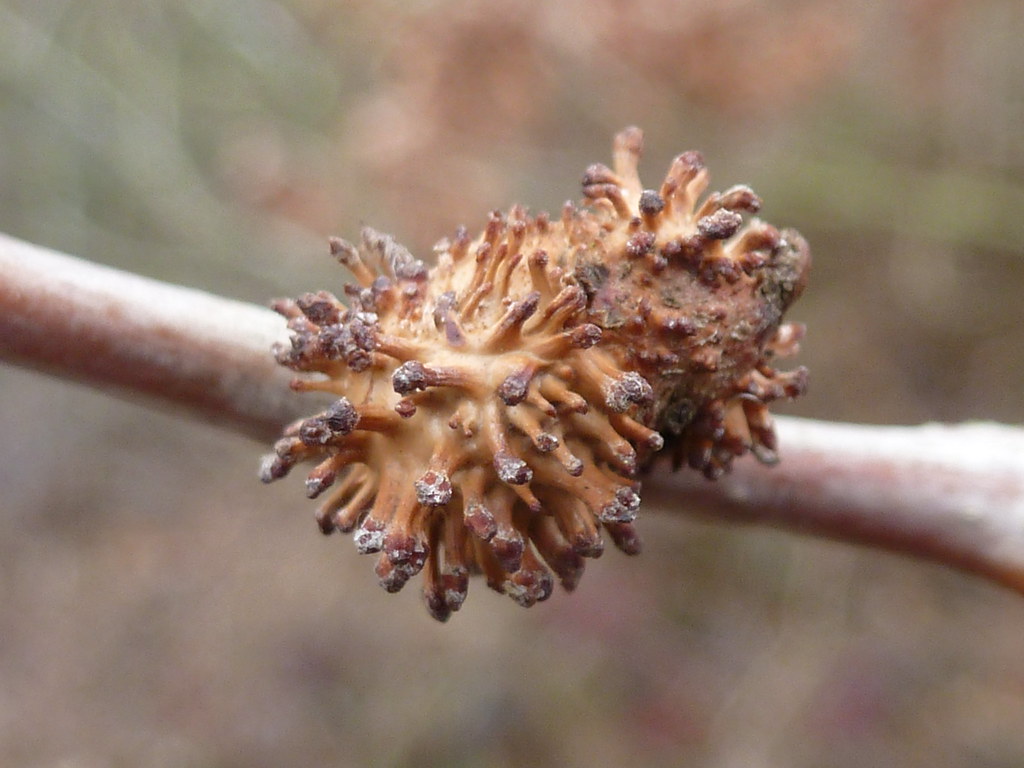 Agamic Andricus lucidus (agamic generation) | Old galls of (I think… | Flickr