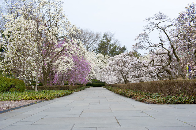 Flowering cherry and magnolia trees Brooklyn Botanic Garden, Brooklyn, NY