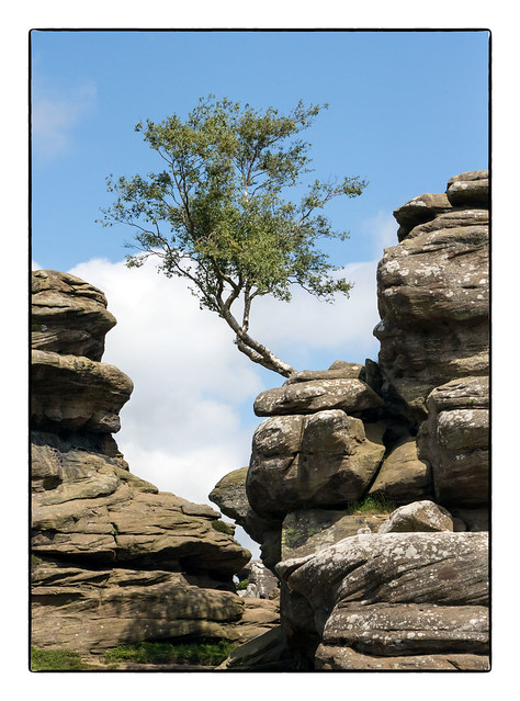The Lone Tree (Brimham Rocks)