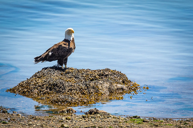 American Bald Eagle on shoreline
