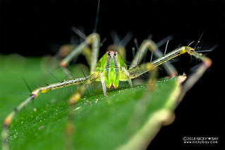 Green lynx spider (Peucetia sp.) - DSC_4947