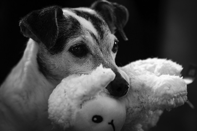 Buddy with his stuffy sheep