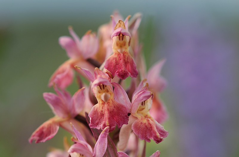 20180521-056F | Holunder-Fingerwurz (Dactylorhiza sambucina) im Stora Alvaret. Die orange-blütige Varietät wird var. zimmermannii genannt und ist sehr selten, auf Öland kommt sie aber öfters vor. Öland / Schweden, 21.05.2018