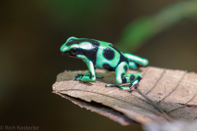 Green-and-Black Poison Dart Frog Dendrobates auratus_Selva Verde_Heredia_CR-201806220008