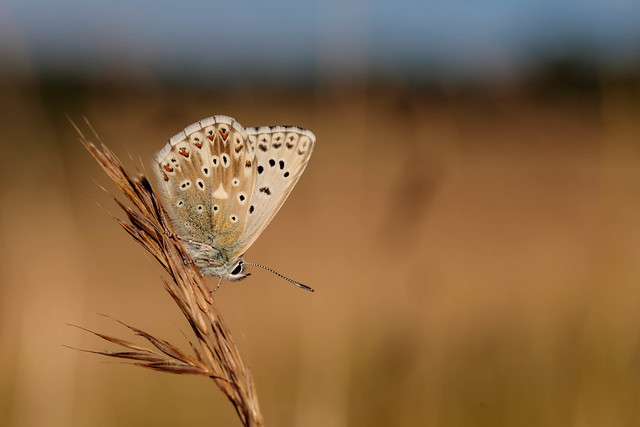 Early morning chalkhill blue