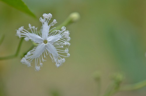 delicate lace | by snowshoe hare*