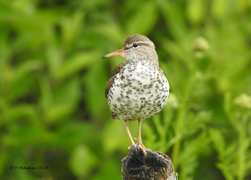 bird shorebird spottedsandpiper bankside