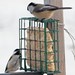 Flickr photo 'Poecile atricapillus (Black-capped Chickadee)' by: Arthur Chapman.