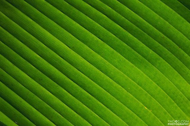 Green Banana Leaf Pattern