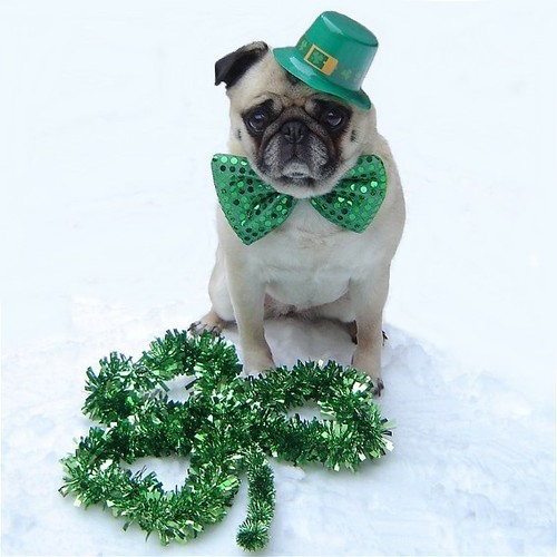 Cute Pug St. Patrick's Day