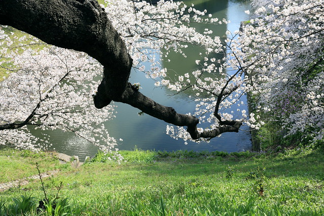 cherry blossoms in Chidorigafuchi＃1.　千鳥ケ淵