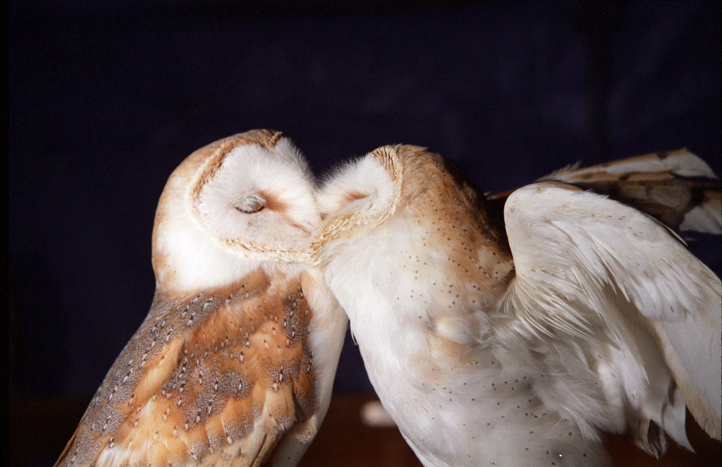 two barn owls rubbing beaks in a way that looks like kissing