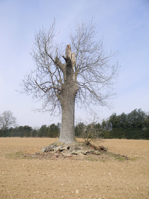Battered tree Wendover Circular via Lee