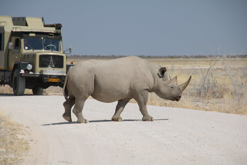 Black rhino ETOSHA 20160801 crossing the road