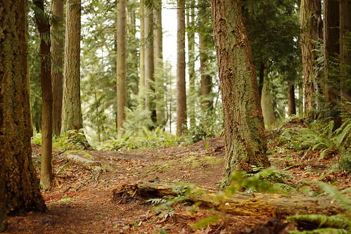 trees usa green america forest canon 50mm washington moss woods evergreens wa february f18 mukilteo canon50d 92ndstreetpark