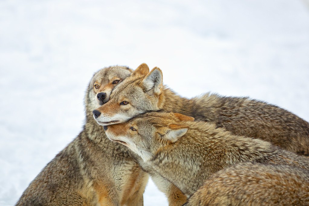 Coyote Hug