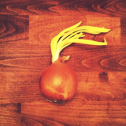 Making homemade pizza and I go to the cupboard to get an onion, only to pull out this crazy bastard. #pizza #onions #vegetables #whatupwiththat | by m33belowzero