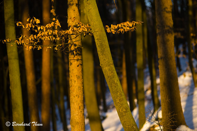 Forest scene in late winter at last sunlight - 2