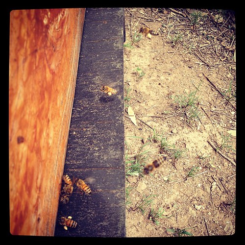 square bees bee squareformat pollen beekeeping gbr apiary medinacounty comanchecreek iphoneography gretchenbeeranch instagramapp xproii uploaded:by=instagram texasbeekeeping apiariest foursquare:venue=5137891ee4b0e335fdf64d8e beescomingintohivewithpollen beesenteringhive