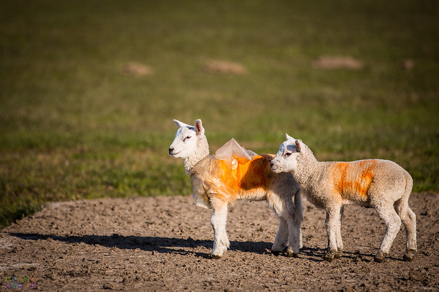 Lamb a l'Orange