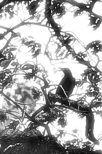 blackandwhite tree bird texas crow springlakepark texarkana diffusedlighting